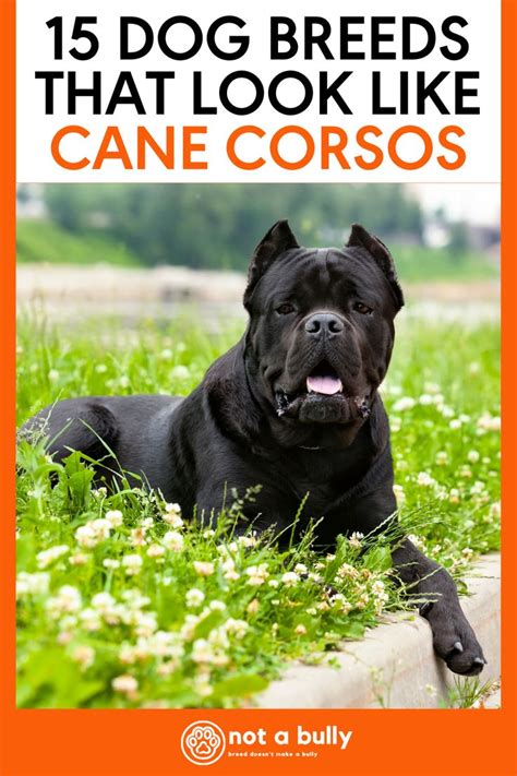 what dogs are similar to cane corso